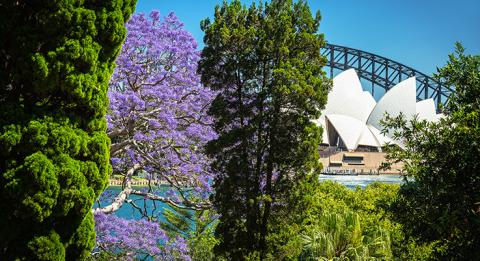 シドニーで花咲くジャカランダ。ロイヤル植物園からの眺め、シドニー