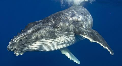 H​umpback Whale, Merimbula on the NSW South Coast