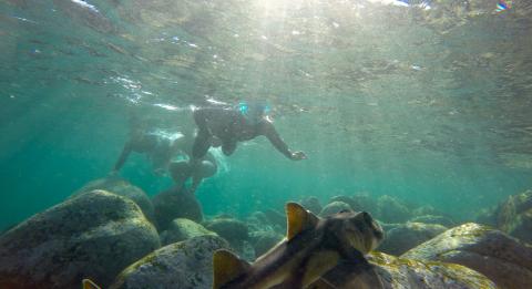 Snorkelling Tour with EcoTreasures