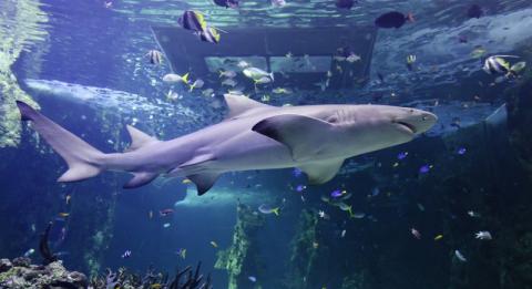 シドニー水族館