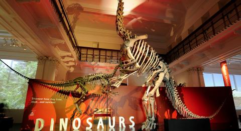 オーストラリア博物館の恐竜