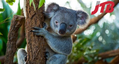 WILD LIFE Sydney Zoo, Sydney Native koala at WILD LIFE Sydney Zoo, Sydney