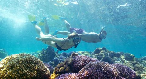 Snorkelling at Lord Howe Island