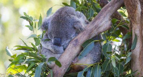 Close up of Koala in tree at the Port Macquarie Koala Hospital