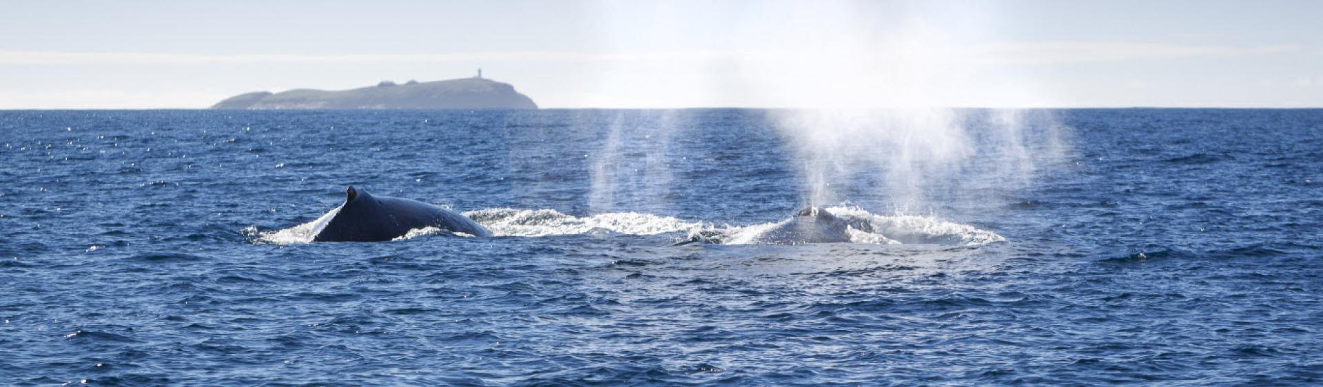 Whale watching, Coffs Coast
