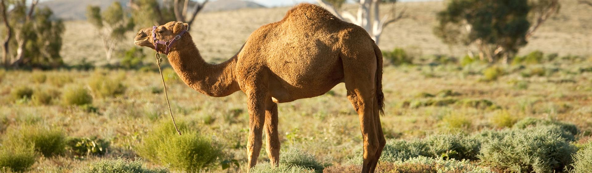 Camel in Silverton