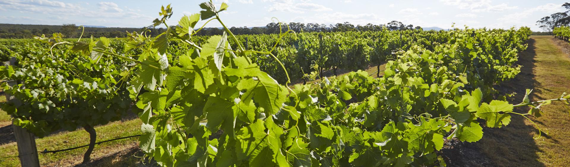 Lovedale Smokehouse Cafe, Hunter Valley Winery