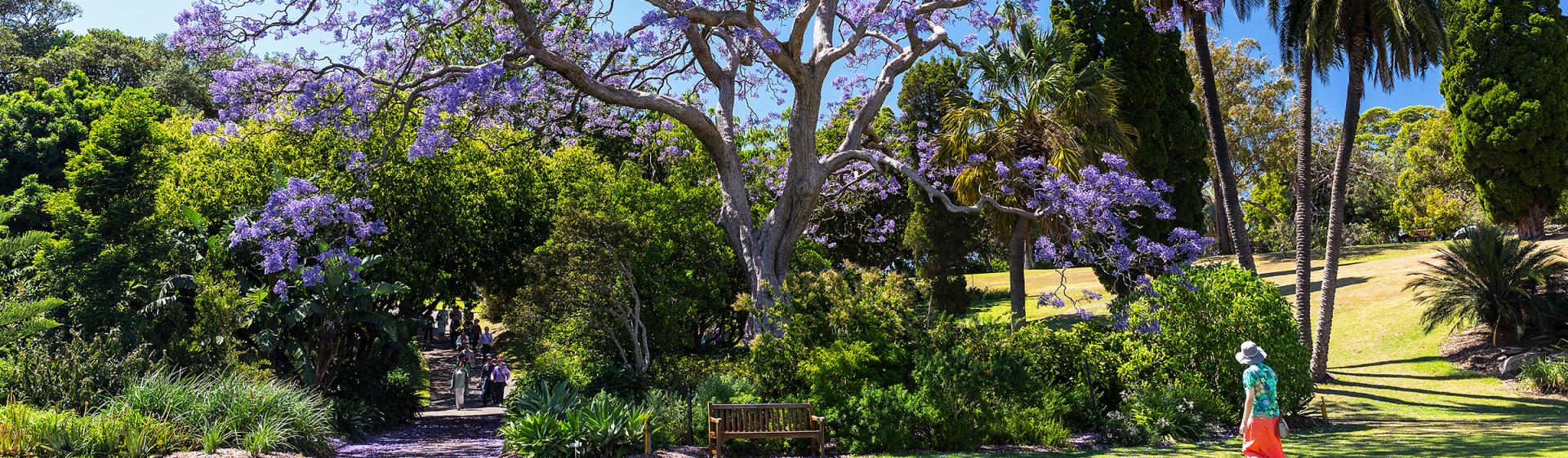 自然と公園 オーストラリア シドニー Sydney Com