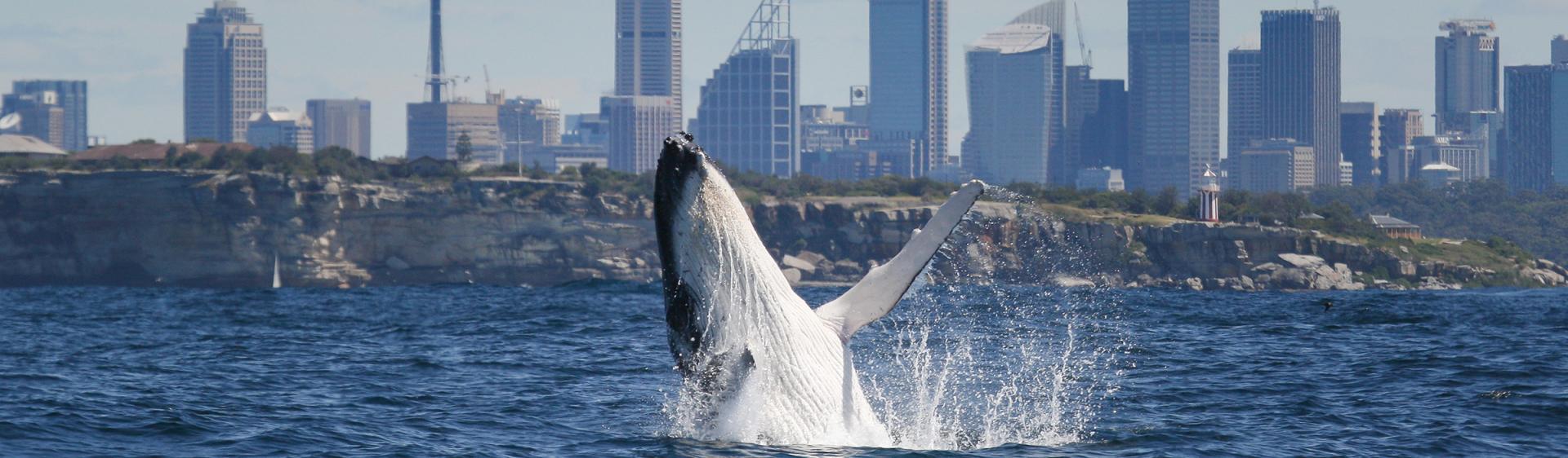 Whale watching, Sydney