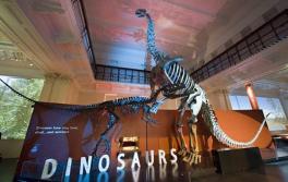 恐竜、オーストラリア博物館 恐竜、オーストラリア博物館
